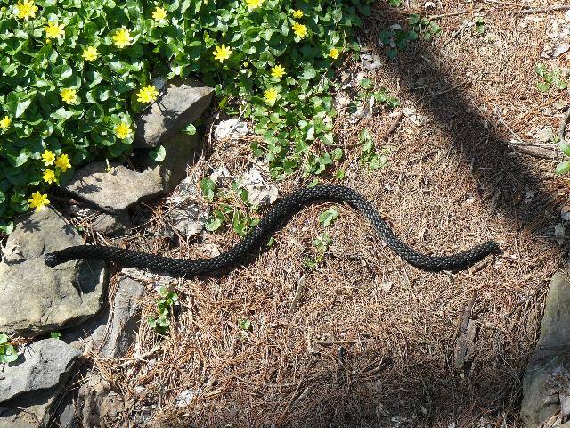 La serpiente en la cuerda