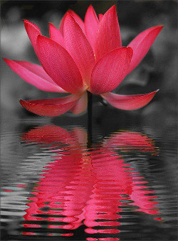 Flower abobe water