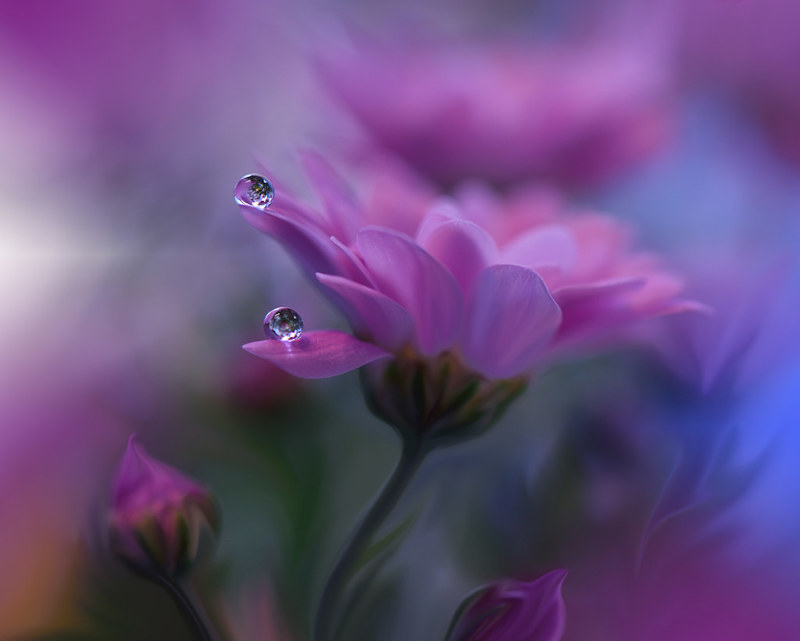 Juliana Nan 6