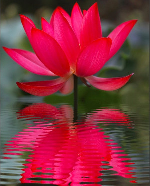 red-lotus